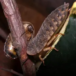 Sieh mehr von Blaptica dubia! Miniaturbild zeigt Blaptica dubia