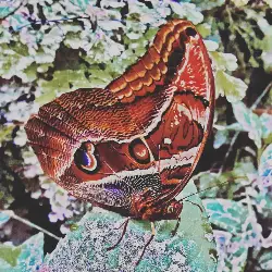 Sieh mehr von Caligo species! Miniaturbild zeigt Caligo species