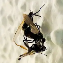 Sieh mehr von Empis tessellata! Miniaturbild zeigt Empis tessellata