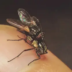 Sieh mehr von Musca domestica! Miniaturbild zeigt Musca domestica