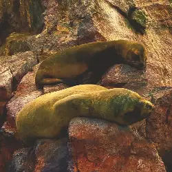 Sieh mehr von Otaria flavescens! Miniaturbild zeigt Otaria flavescens