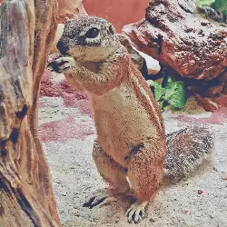 Sieh mehr von Geosciurus inauris! Miniaturbild zeigt Geosciurus inauris