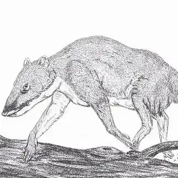 Sieh mehr von † Indohyus species! Miniaturbild zeigt † Indohyus species