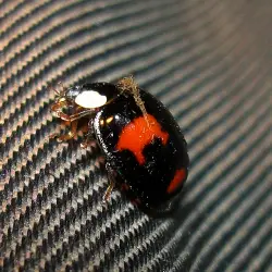 Sieh mehr von Harmonia axyridis! Miniaturbild zeigt Harmonia axyridis