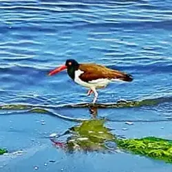 Sieh mehr von Haematopus palliatus! Miniaturbild zeigt Haematopus palliatus
