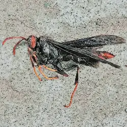 Sieh mehr von Polistes canadensis! Miniaturbild zeigt Polistes canadensis