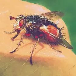 Sieh mehr von Tachina fera! Miniaturbild zeigt Tachina fera