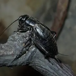 Sieh mehr von Gryllus bimaculatus! Miniaturbild zeigt Gryllus bimaculatus