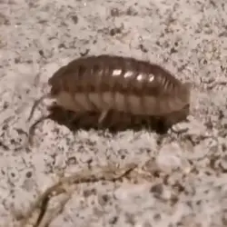 Sieh mehr von Armadillidium vulgare! Miniaturbild zeigt Armadillidium vulgare