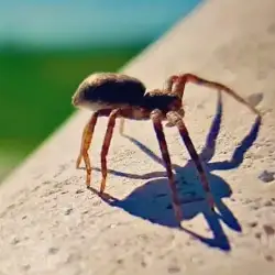 Sieh mehr von Clubiona species! Miniaturbild zeigt Clubiona species