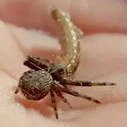 Sieh mehr von Xysticus cristatus! Miniaturbild zeigt Xysticus cristatus