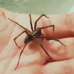Sieh mehr von Eratigena atrica! Miniaturbild zeigt Eratigena atrica