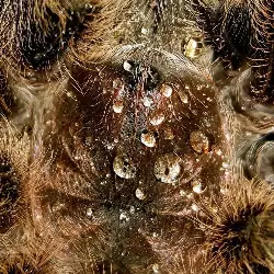 Sieh mehr von Grammostola rosea! Miniaturbild zeigt Grammostola rosea