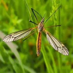 Sieh mehr von Tipula species! Miniaturbild zeigt Tipula species