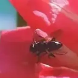 Sieh mehr von Lucilia sericata! Miniaturbild zeigt Lucilia sericata