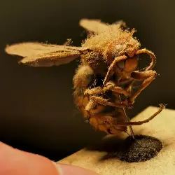 Sieh mehr von Vespa crabro! Miniaturbild zeigt Vespa crabro