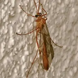 Sieh mehr von Ophion obscuratus! Miniaturbild zeigt Ophion obscuratus