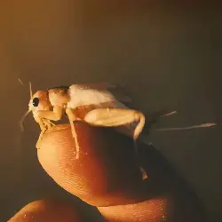 Sieh mehr von Gryllus assimilis! Miniaturbild zeigt Gryllus assimilis