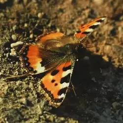 Sieh mehr von Aglais urticae! Miniaturbild zeigt Aglais urticae