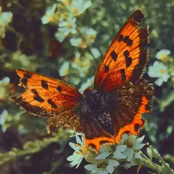 Sieh mehr von Lycaena phlaeas! Miniaturbild zeigt Lycaena phlaeas