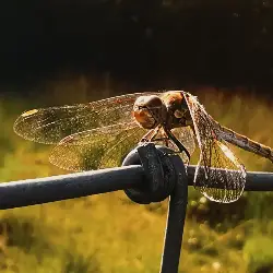 Sieh mehr von Sympetrum striolatum! Miniaturbild zeigt Sympetrum striolatum