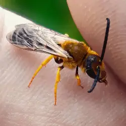Sieh mehr von Halictus scabiosae! Miniaturbild zeigt Halictus scabiosae
