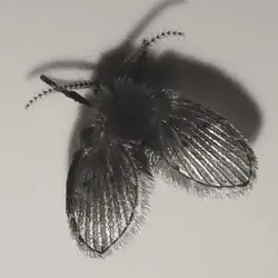 Sieh mehr von Clogmia albipunctata! Miniaturbild zeigt Clogmia albipunctata
