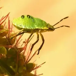 Sieh mehr von Palomena prasina! Miniaturbild zeigt Palomena prasina