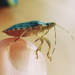 Sieh mehr von Halyomorpha halys! Miniaturbild zeigt Halyomorpha halys