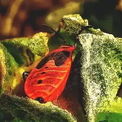 Sieh mehr von Pyrrhocoris apterus! Miniaturbild zeigt Pyrrhocoris apterus