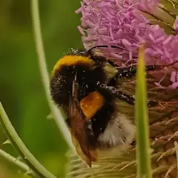 Sieh mehr von Bombus terrestris! Miniaturbild zeigt Bombus terrestris