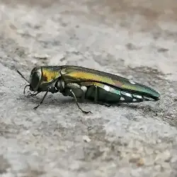 Sieh mehr von Agrilus biguttatus! Miniaturbild zeigt Agrilus biguttatus