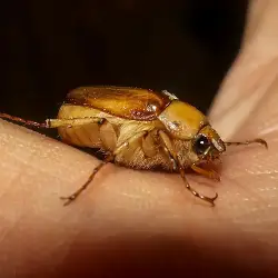 Sieh mehr von Rhizotrogus aestivus! Miniaturbild zeigt Rhizotrogus aestivus