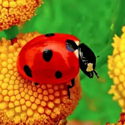 Sieh mehr von Coccinella septempunctata! Miniaturbild zeigt Coccinella septempunctata
