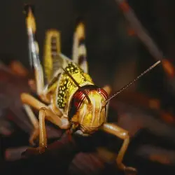 Sieh mehr von Schistocerca gregaria! Miniaturbild zeigt Schistocerca gregaria