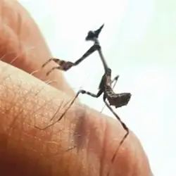 Sieh mehr von Empusa pennata! Miniaturbild zeigt Empusa pennata