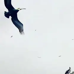 Sieh mehr von Pelecanus thagus! Miniaturbild zeigt Pelecanus thagus