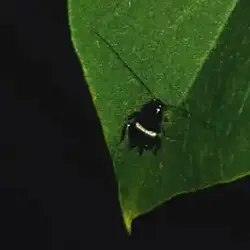 Sieh mehr von Planuncus tingitanus sensu lato! Miniaturbild zeigt Planuncus tingitanus sensu lato