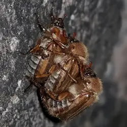 Sieh mehr von Amphimallon solstitiale! Miniaturbild zeigt Amphimallon solstitiale