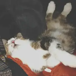 Sieh mehr von Felis catus! Miniaturbild zeigt Felis catus
