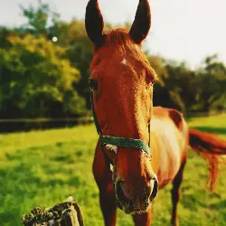 Sieh mehr von Equus ferus caballus! Miniaturbild zeigt Equus ferus caballus