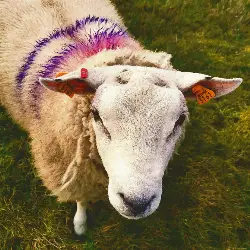 Sieh mehr von Ovis aries! Miniaturbild zeigt Ovis aries