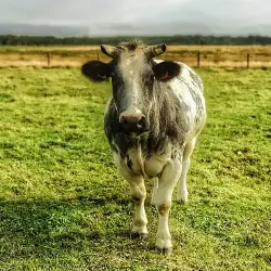 Sieh mehr von Bos taurus! Miniaturbild zeigt Bos taurus