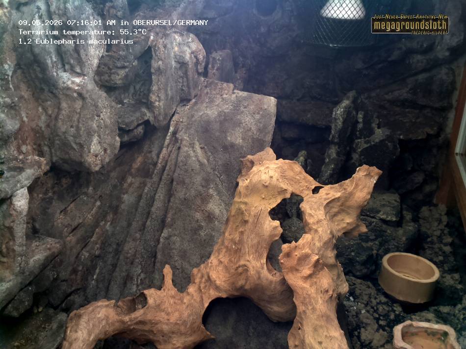 Leopard Gecko Almost Live Cam