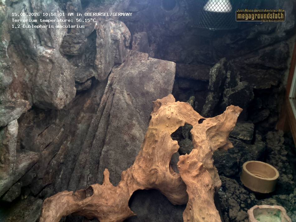 Leopard Gecko Almost Live Cam