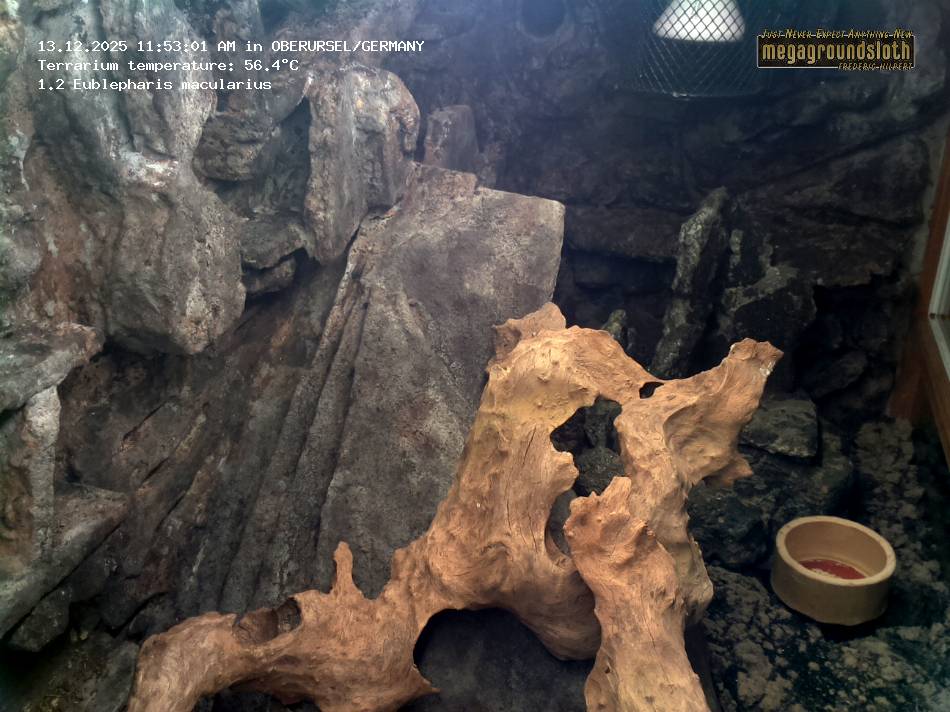 Leopard Gecko Almost Live Cam