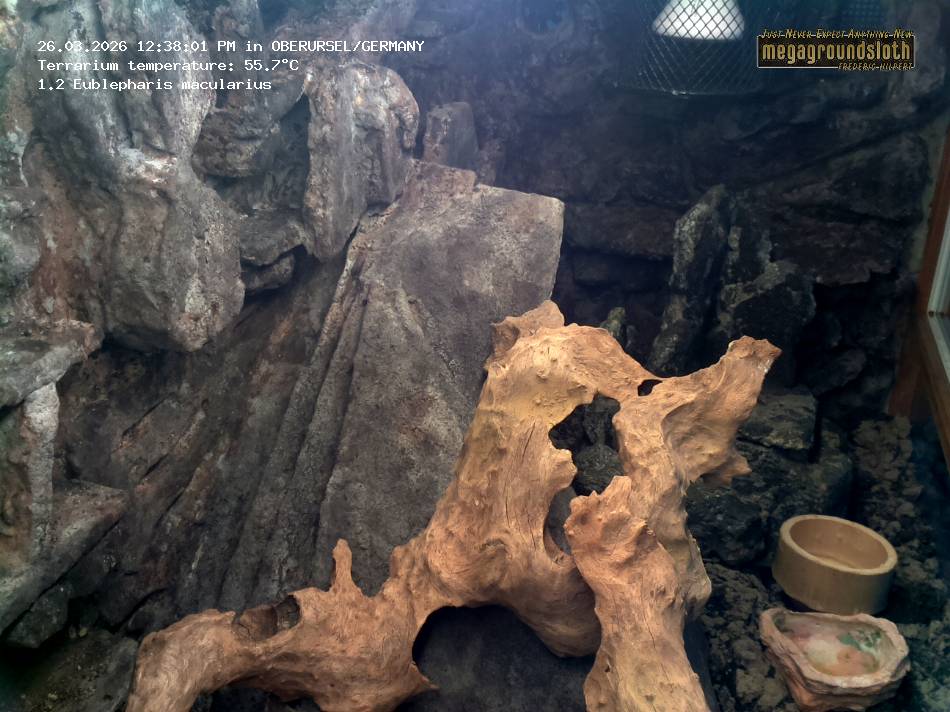 Leopard Gecko Almost Live Cam