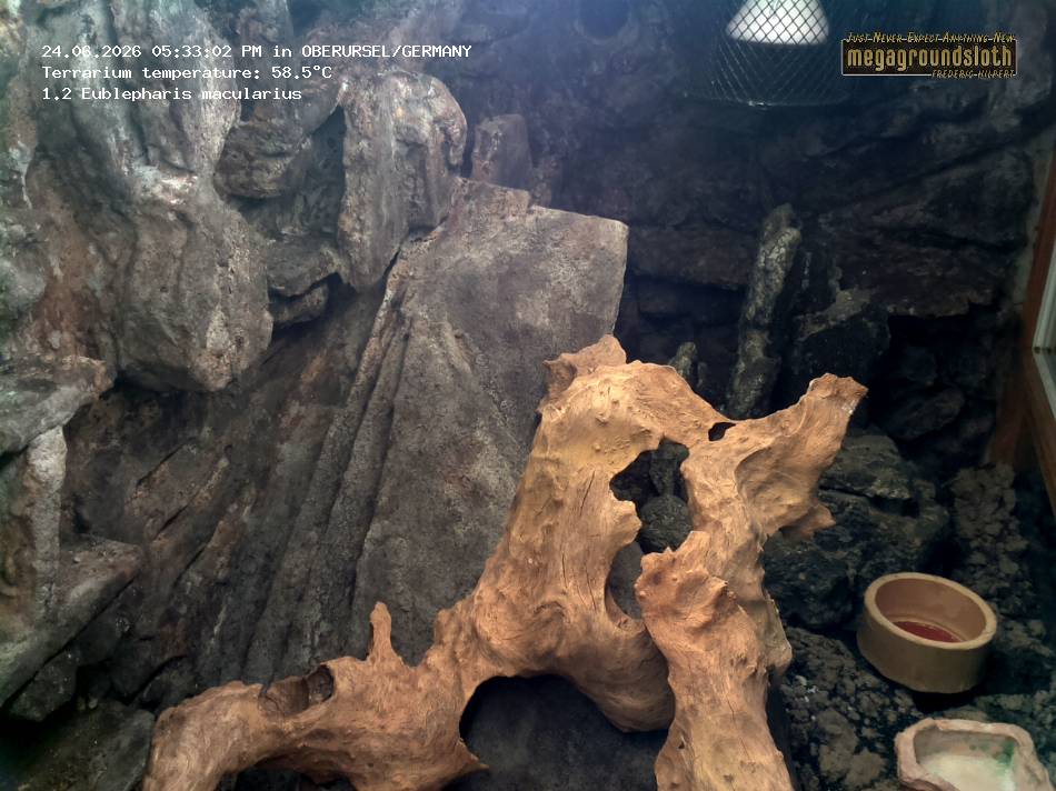 Leopard Gecko Almost Live Cam