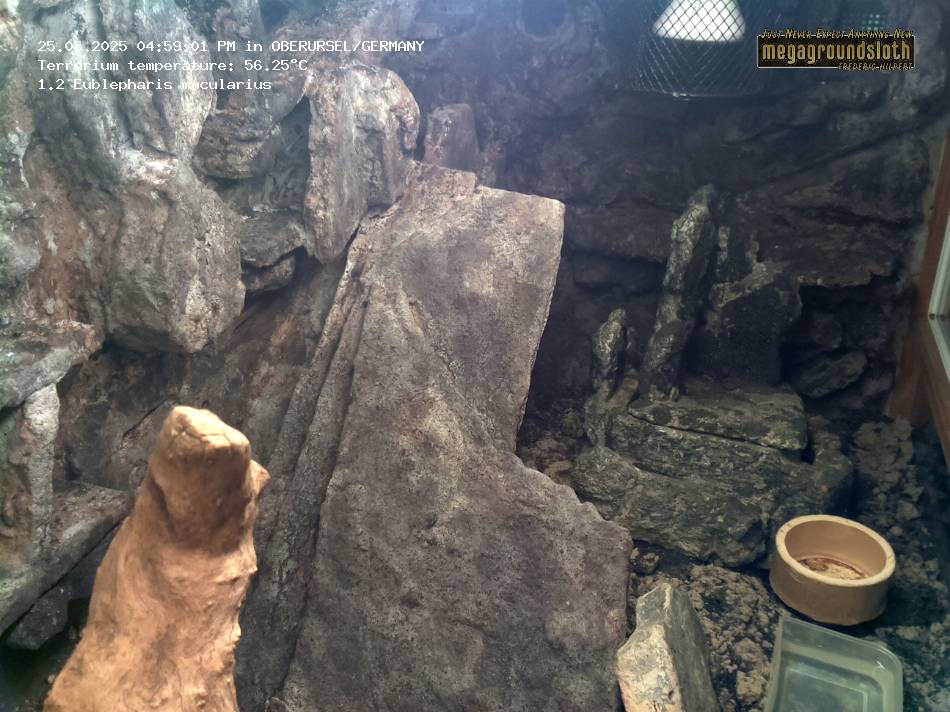 Leopard Gecko Almost Live Cam