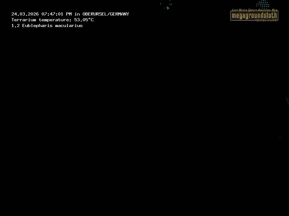 Leopard Gecko Almost Live Cam